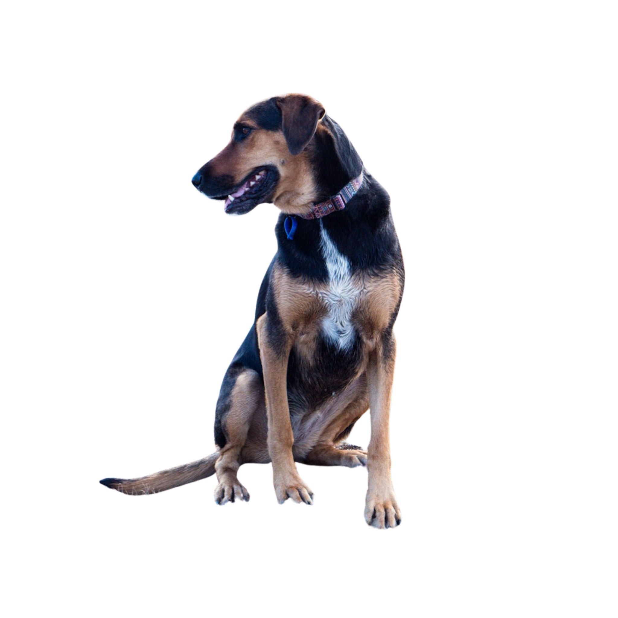 Dog Chew Repair