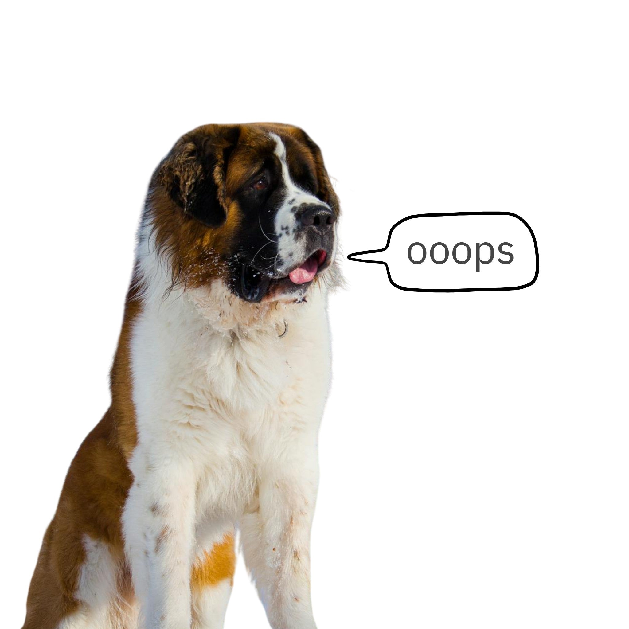 Dog Chew Repair